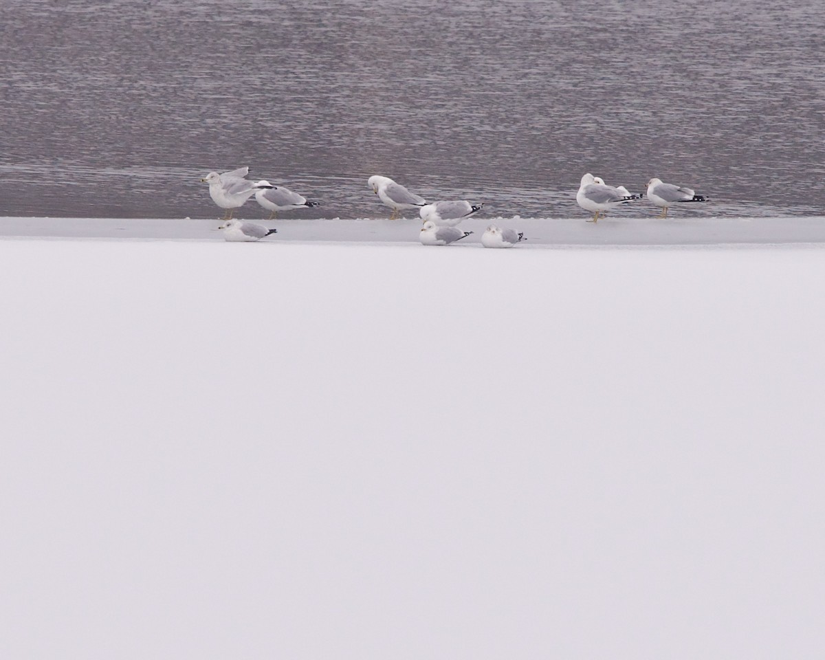 Ring-billed Gull - ML306936351