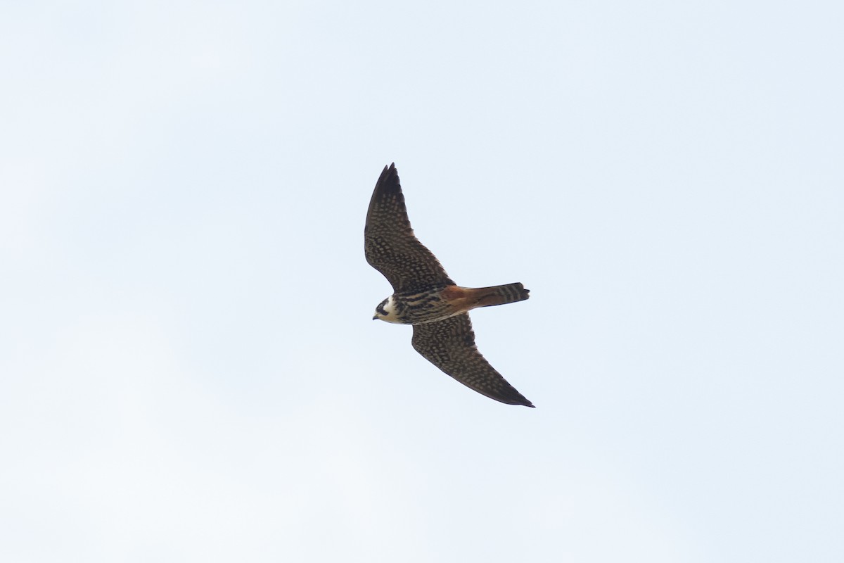 Eurasian Hobby - ML306937771