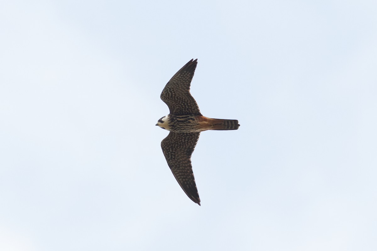 Eurasian Hobby - ML306937781