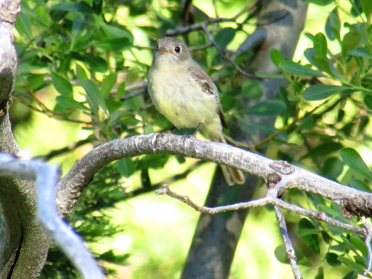 Hammond's Flycatcher - ML30693911