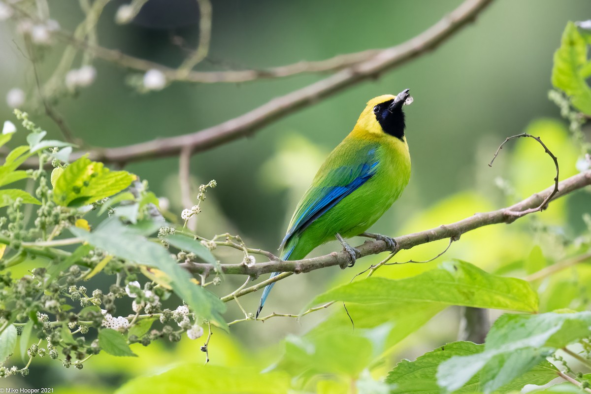 Blue-winged Leafbird - Mike Hooper