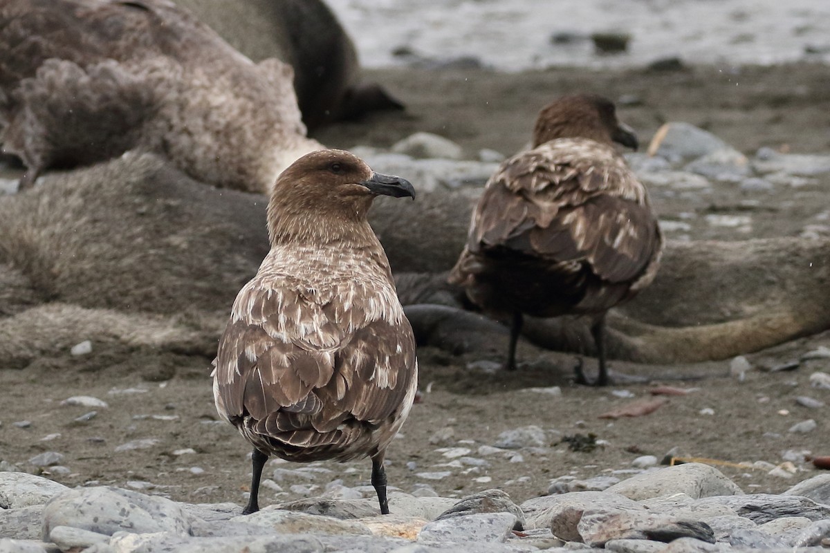 Brown Skua (Subantarctic) - ML306944901