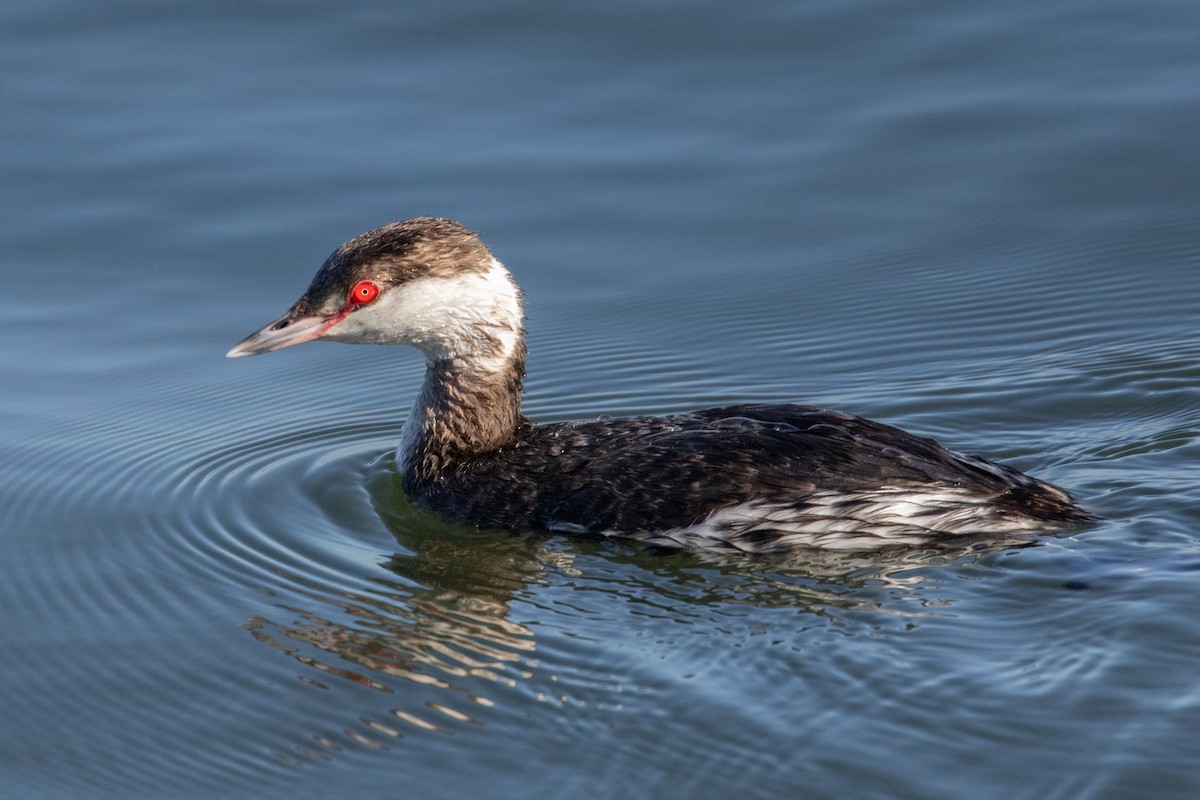 Horned Grebe - Connor Cochrane