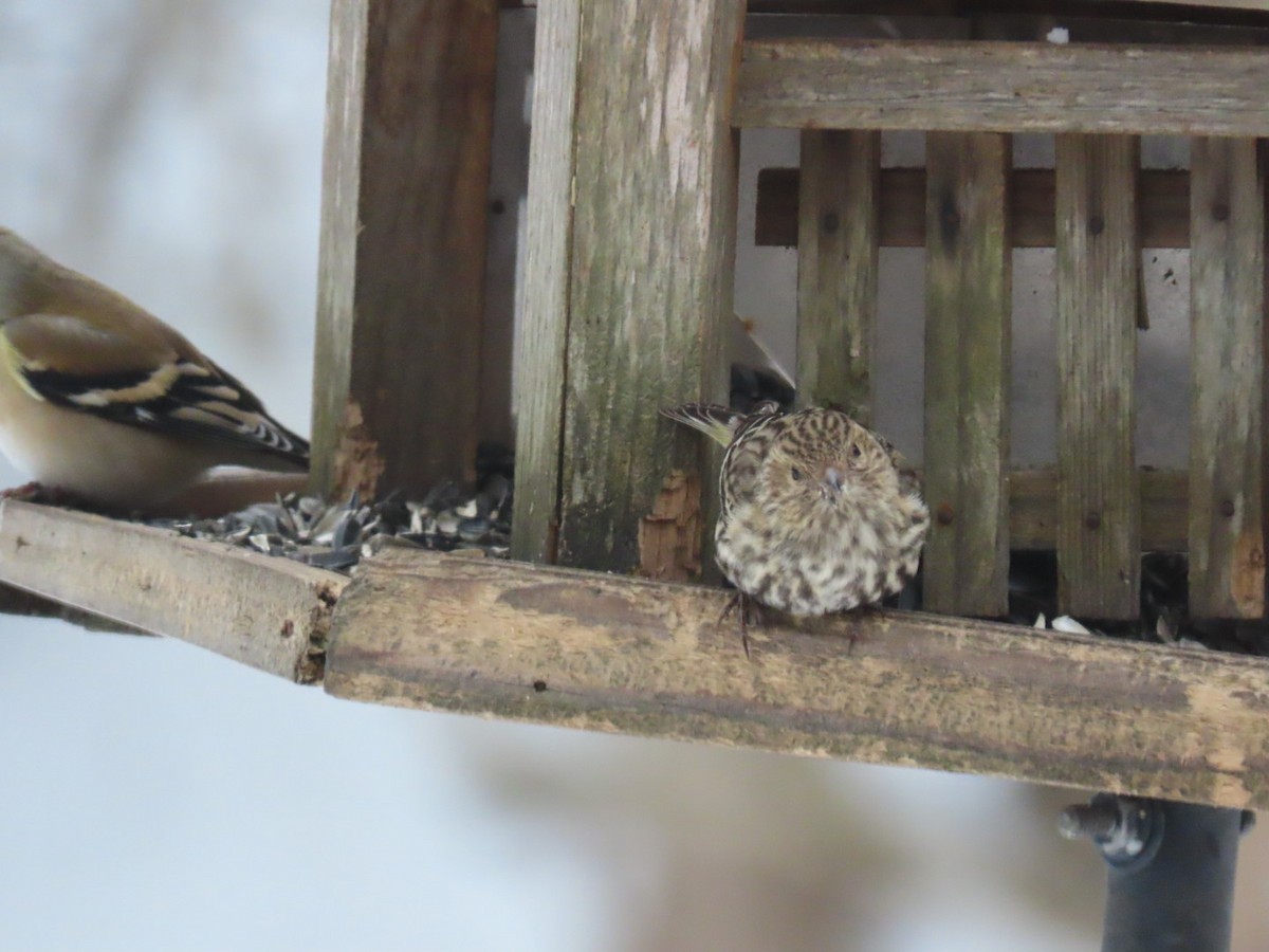 Pine Siskin - A Schenk