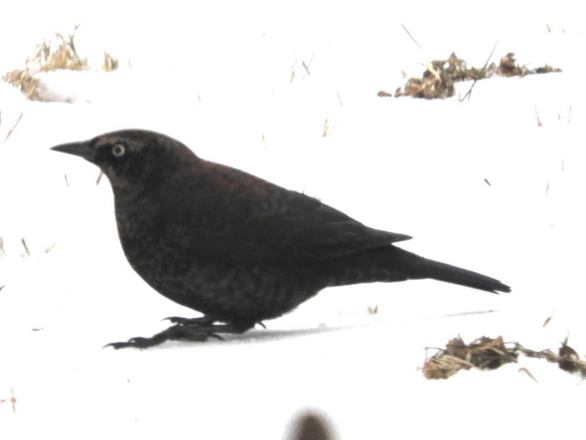 Rusty Blackbird - ML306950221