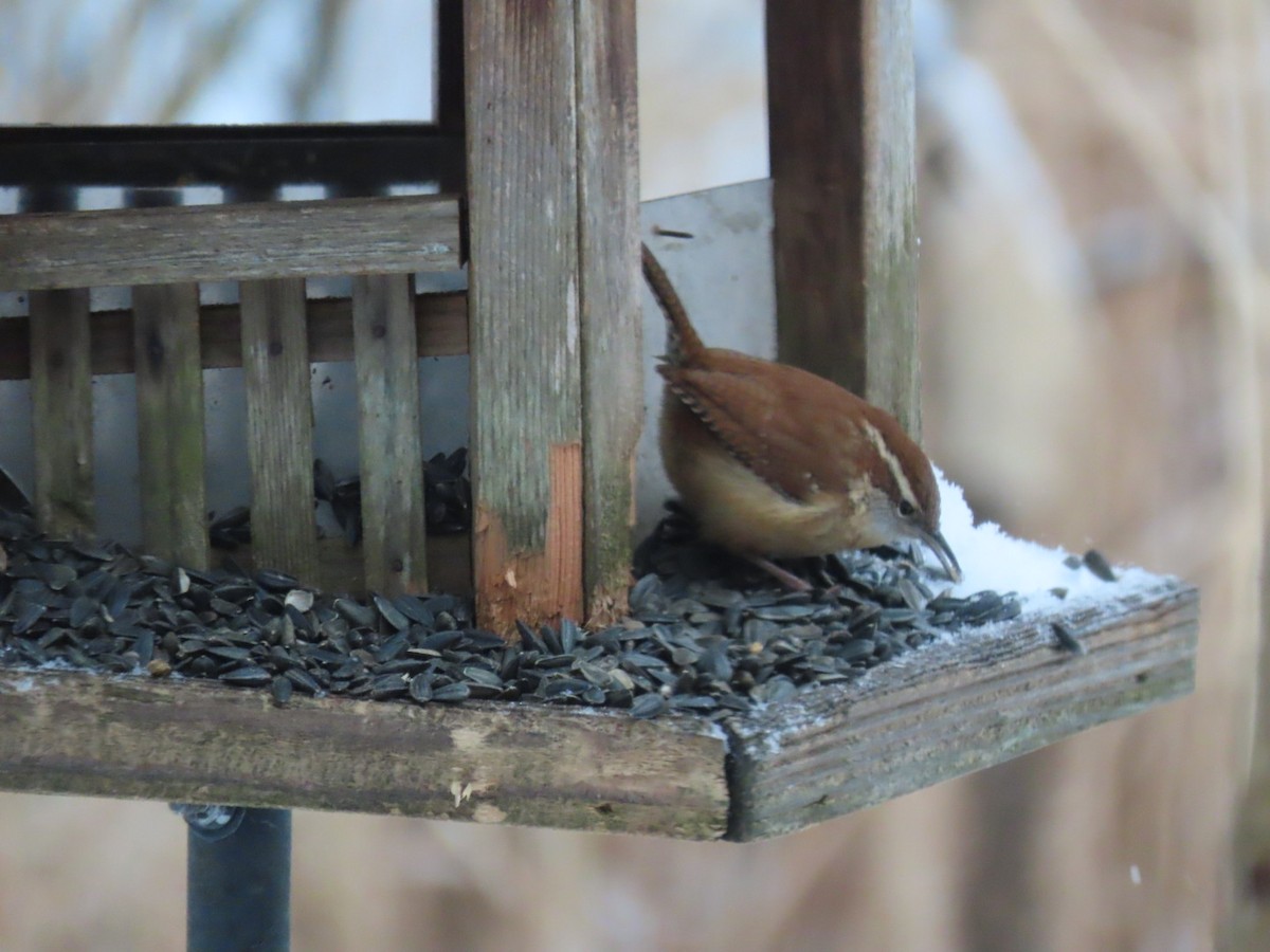 Carolina Wren - ML306950241