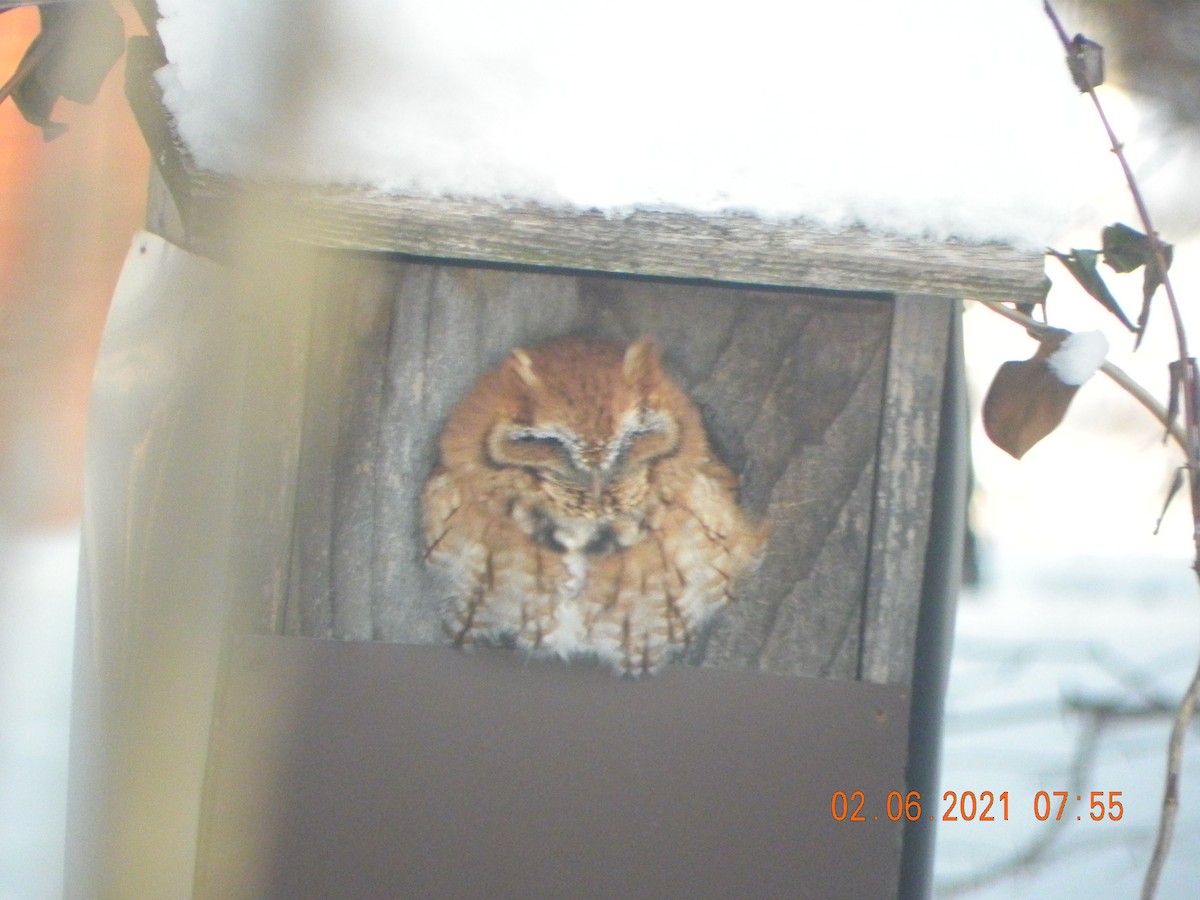 Eastern Screech-Owl - ML306950301