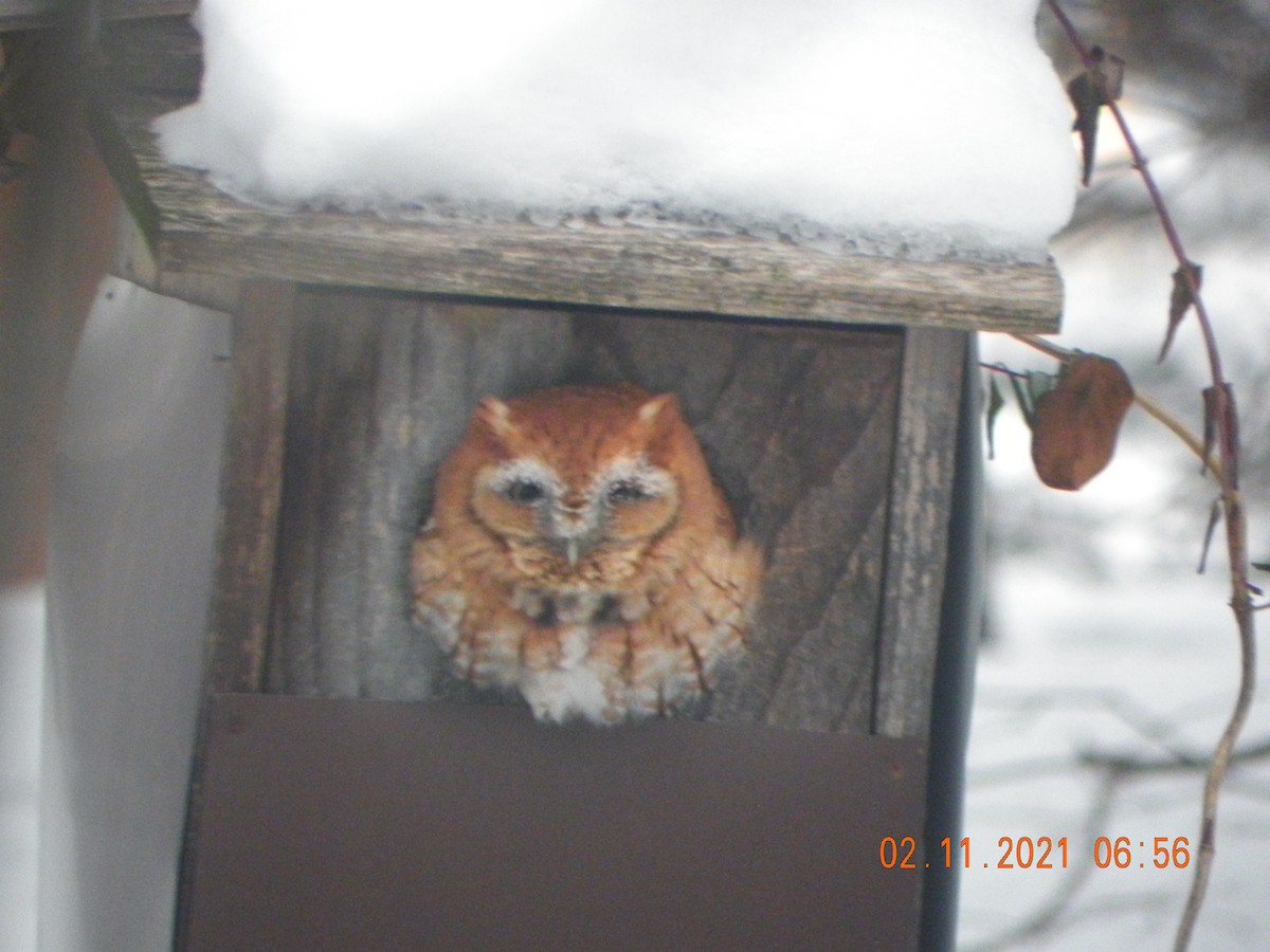 Eastern Screech-Owl - ML306950461