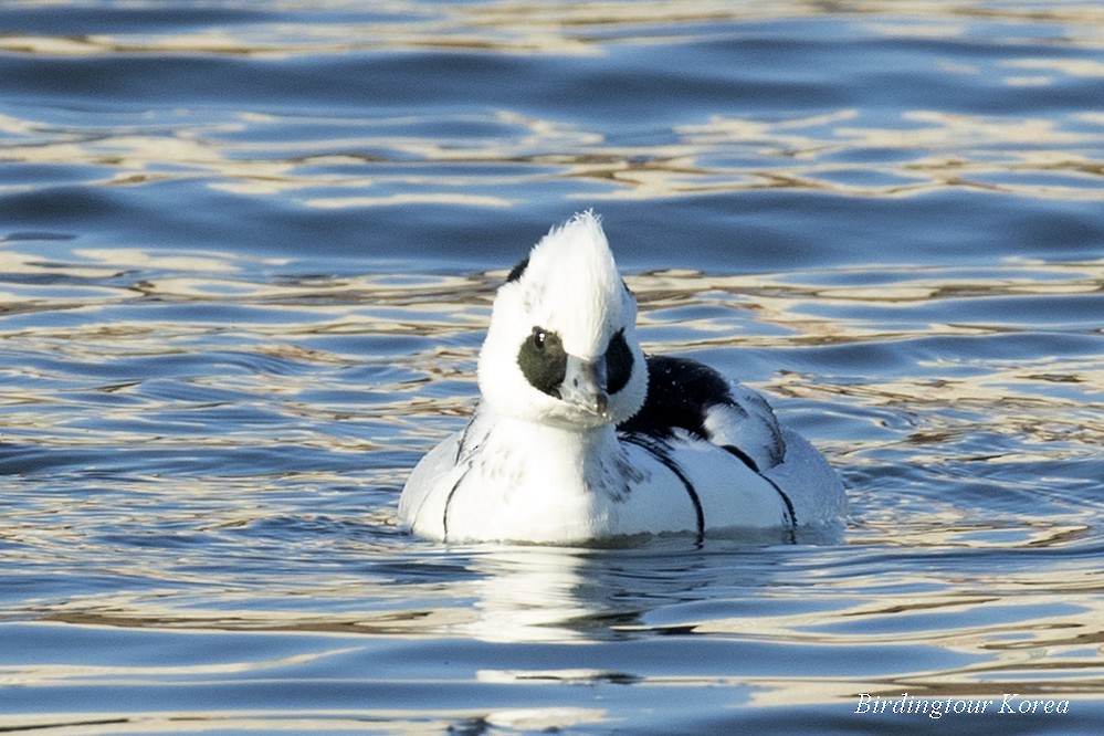 Smew - ML306951101