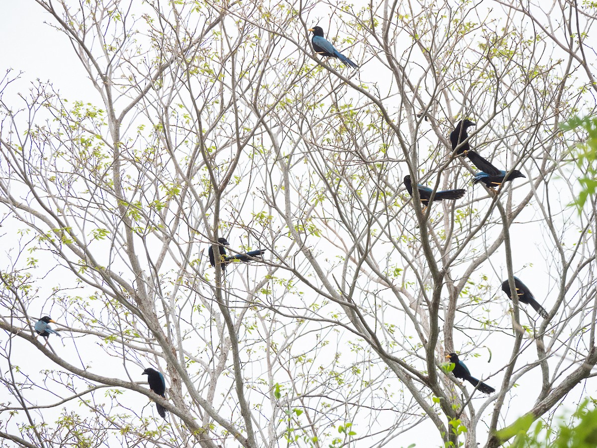 Yucatan Jay - ML306951671