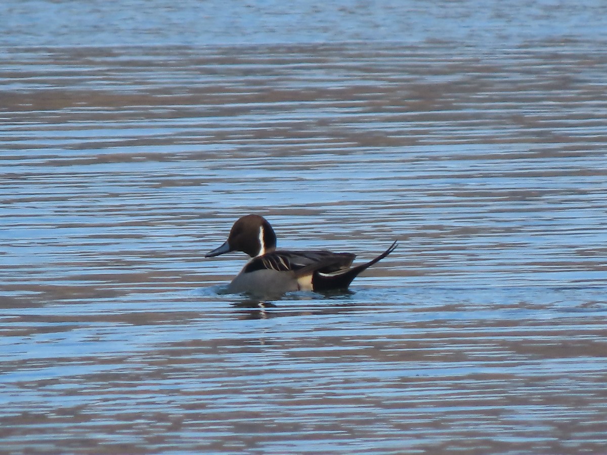 Northern Pintail - ML306952731