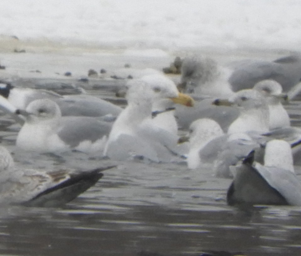 Herring Gull - ML306953781