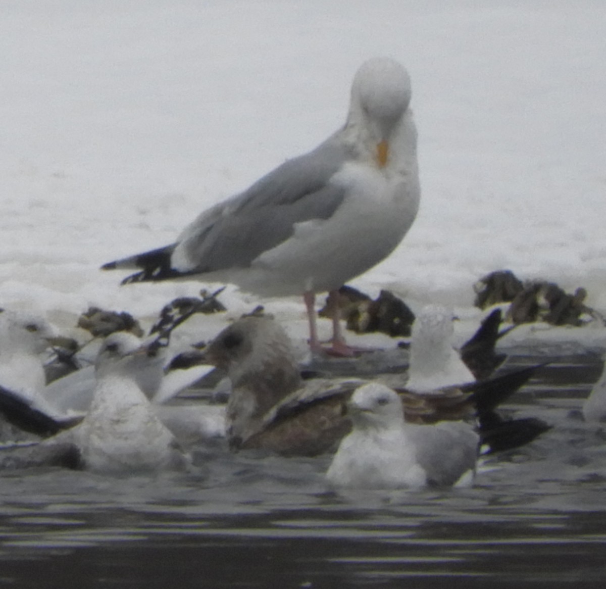 Herring Gull - ML306953791