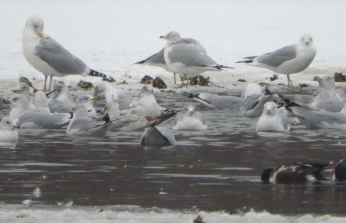 Herring Gull - ML306953801