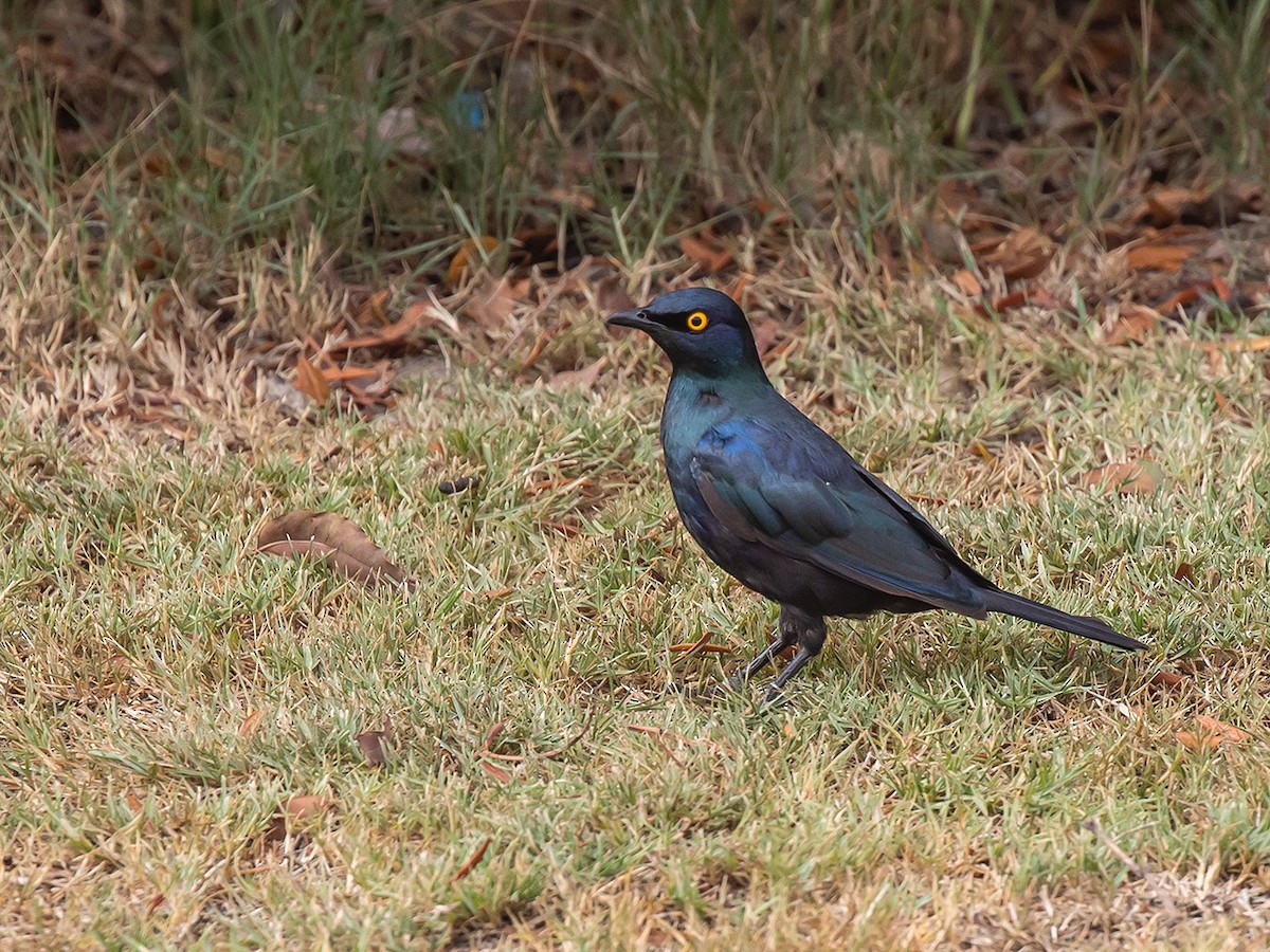 Black-bellied Starling - ML306954301