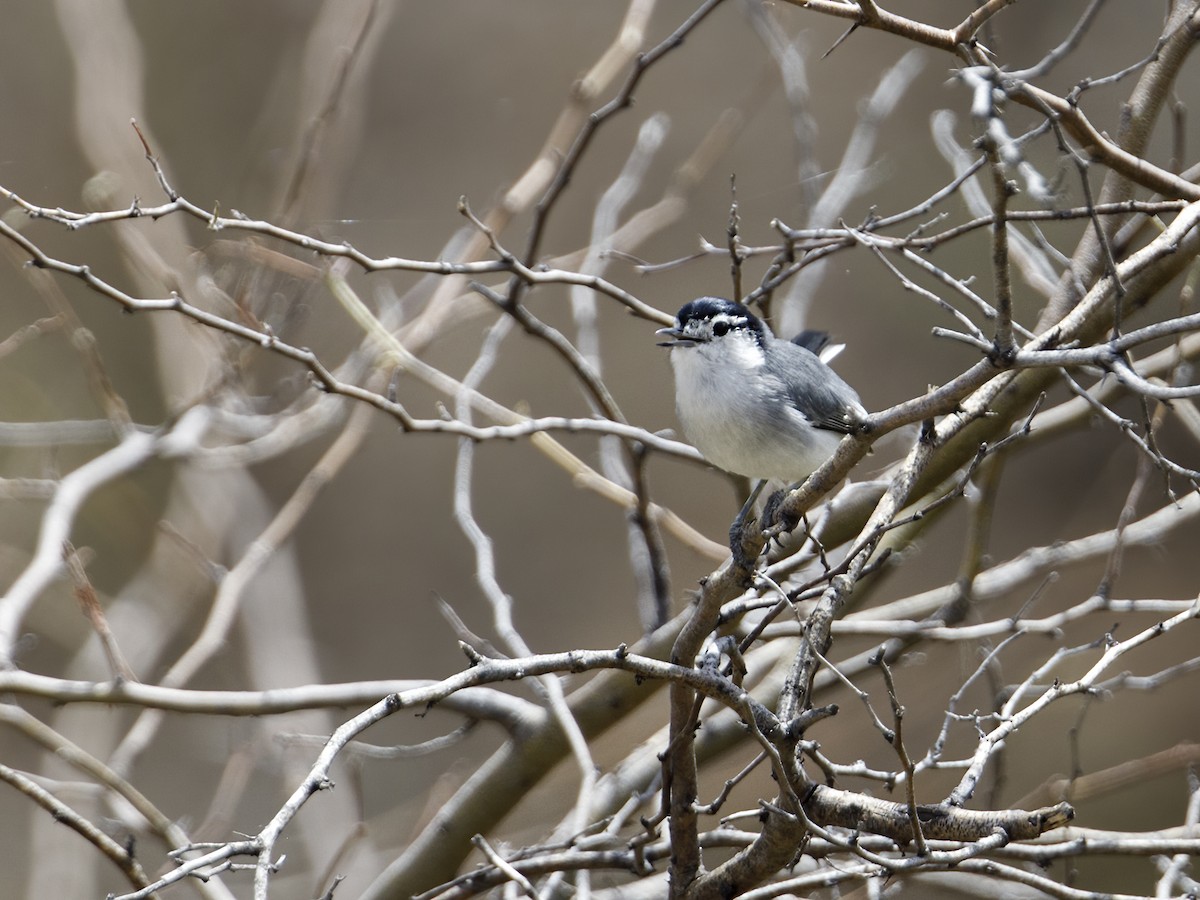 Tropical Gnatcatcher (Marañon) - ML306954691