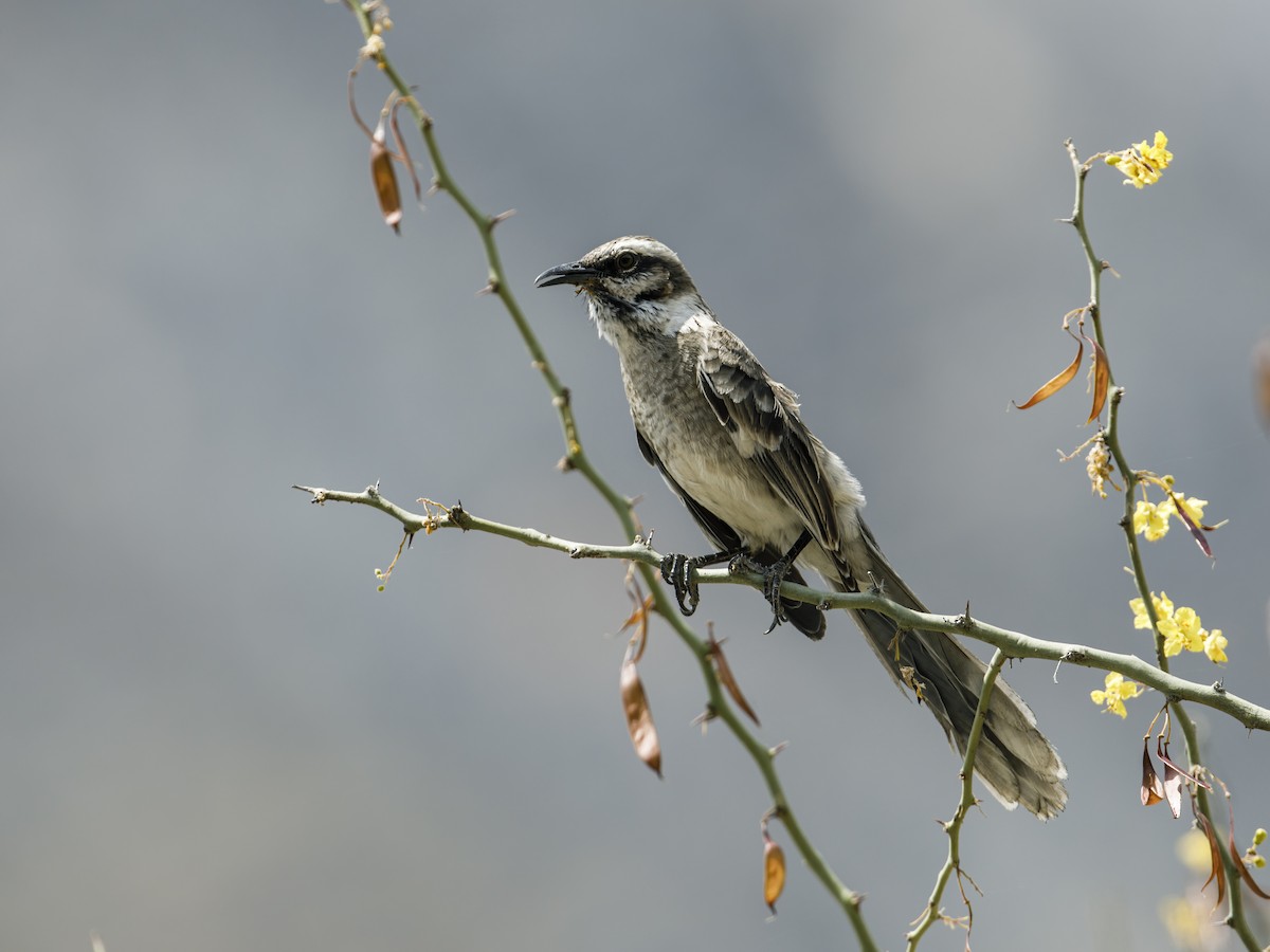 Long-tailed Mockingbird - ML306954741