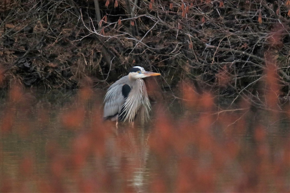 Garza Azulada - ML306957081