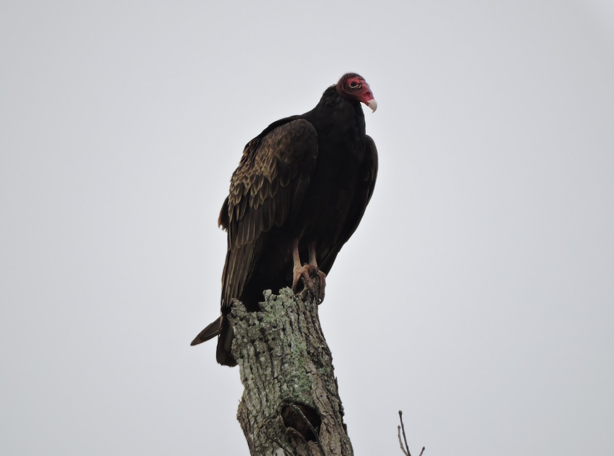 Turkey Vulture - S. K.  Jones