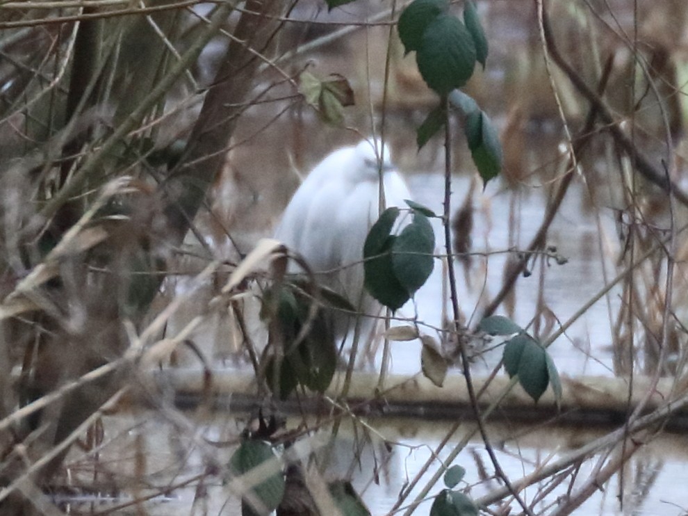 Little Egret - ML306966351