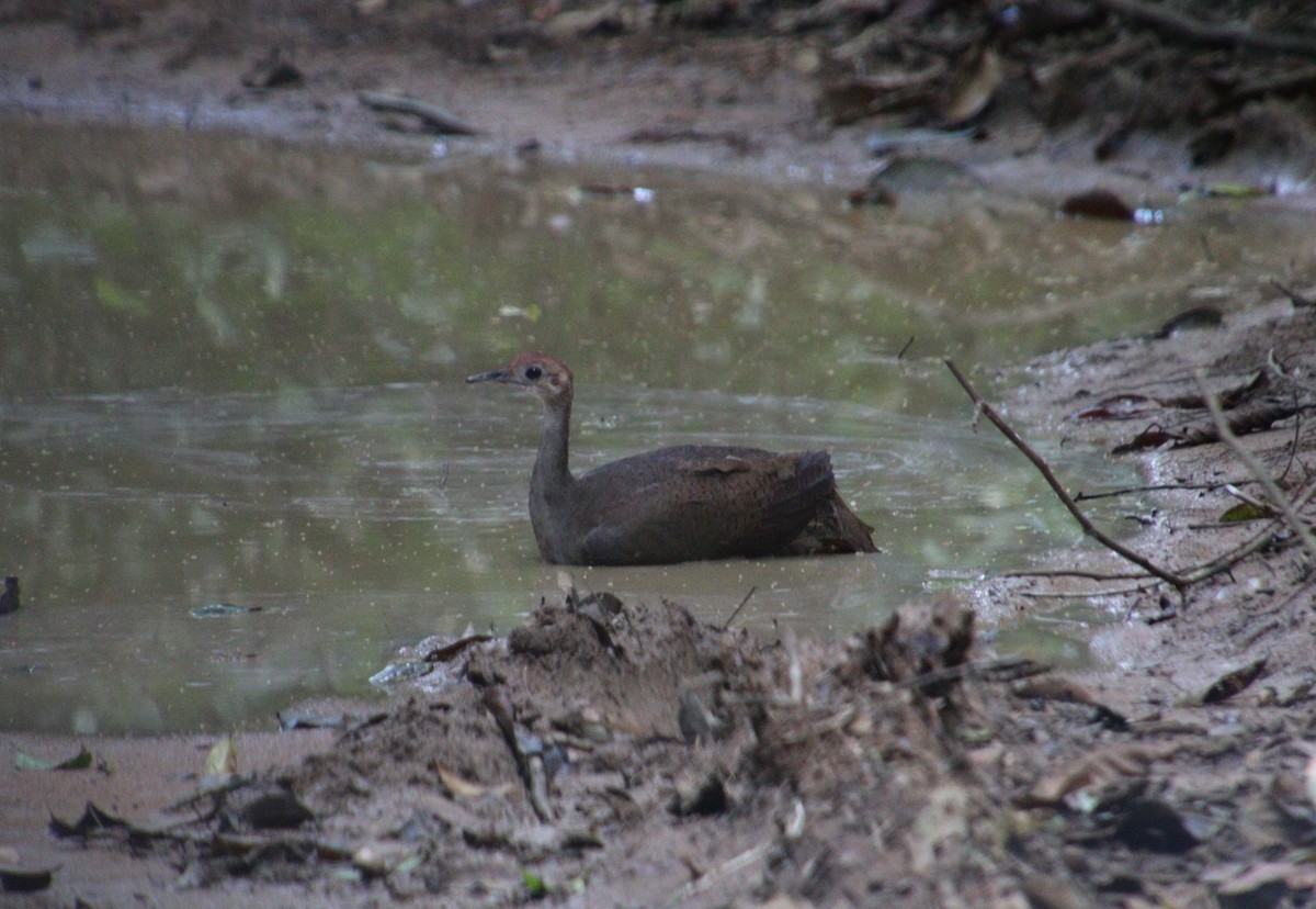 Great Tinamou - ML306968121