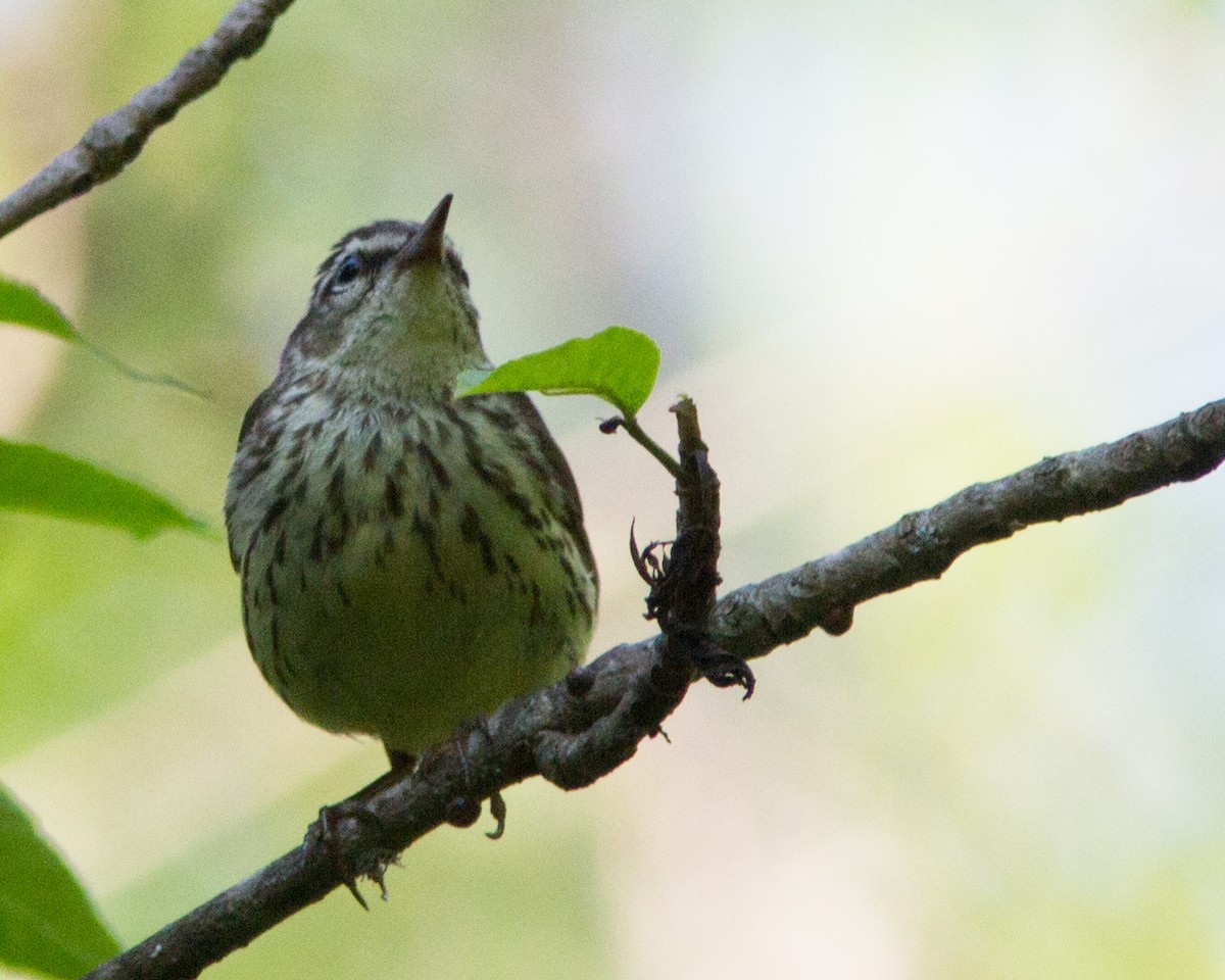 Northern Waterthrush - ML30696941