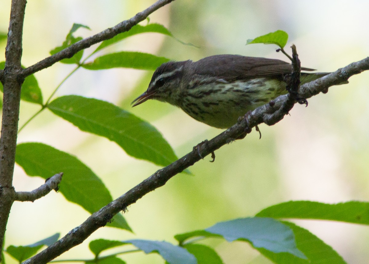 Northern Waterthrush - ML30696951