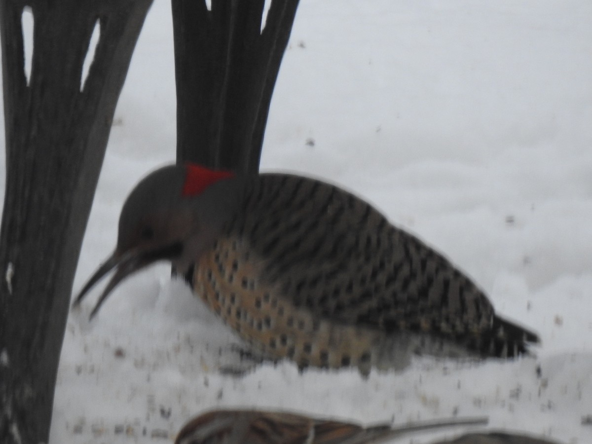 Northern Flicker - ML306971071