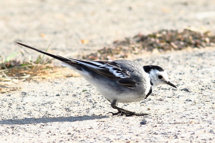 White Wagtail - ML306971101