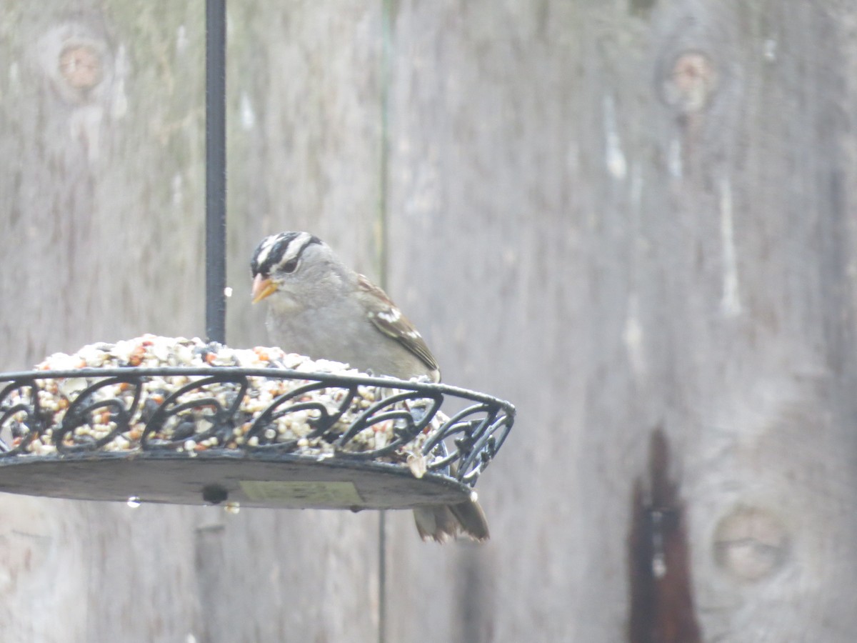 White-crowned Sparrow - ML306971401