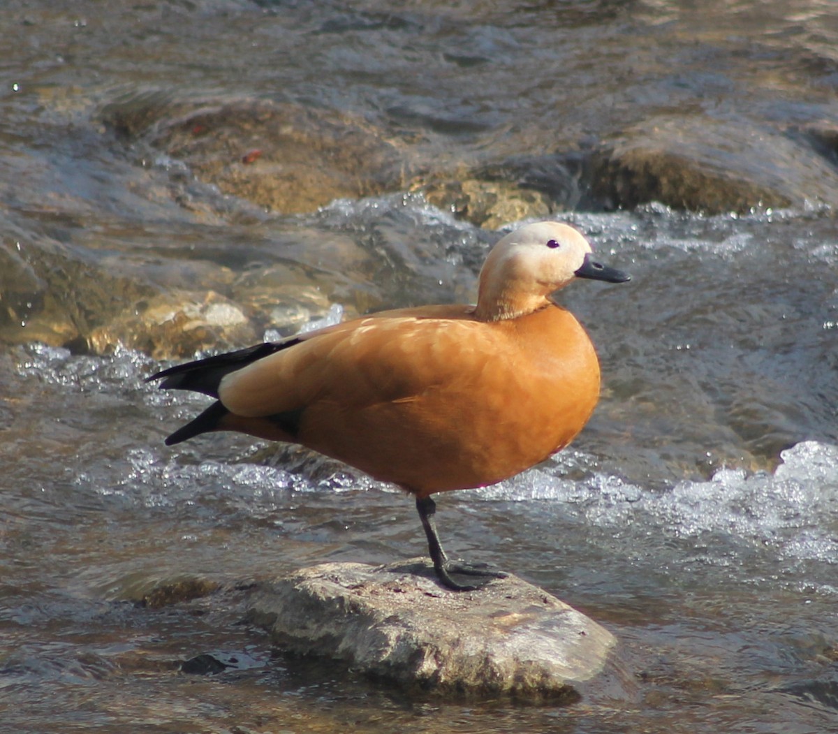 Ruddy Shelduck - ML306971961