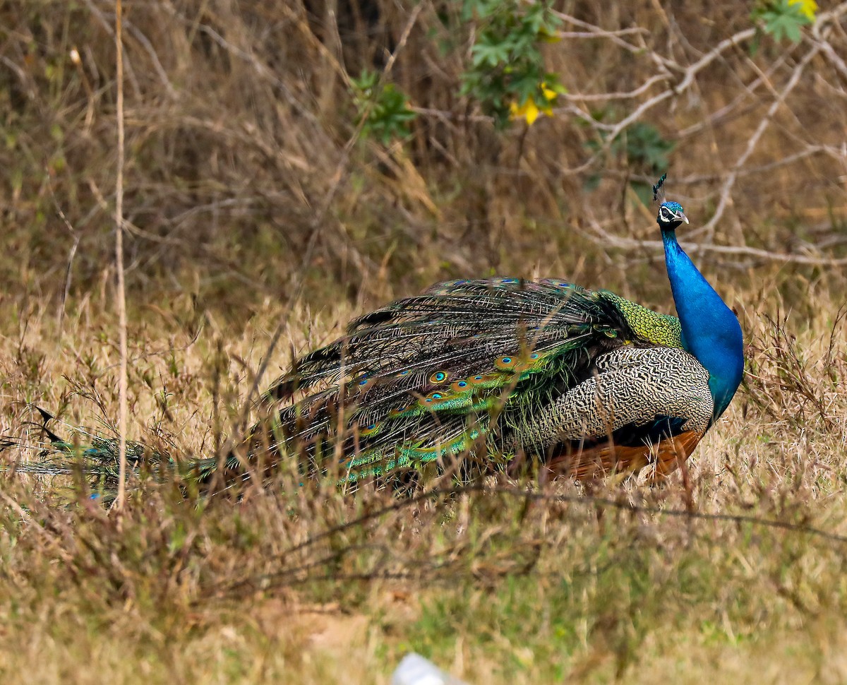 Indian Peafowl - ML306973311