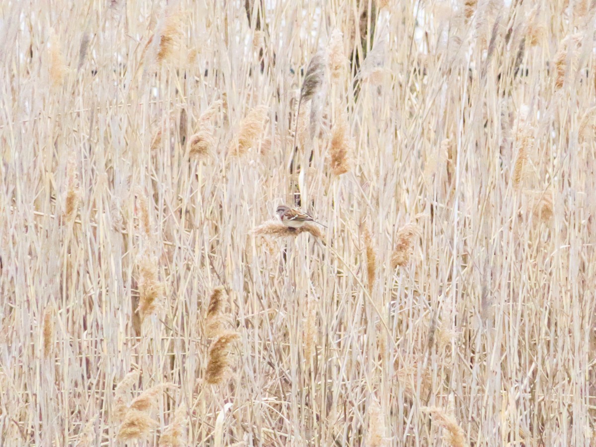 American Tree Sparrow - ML306973341