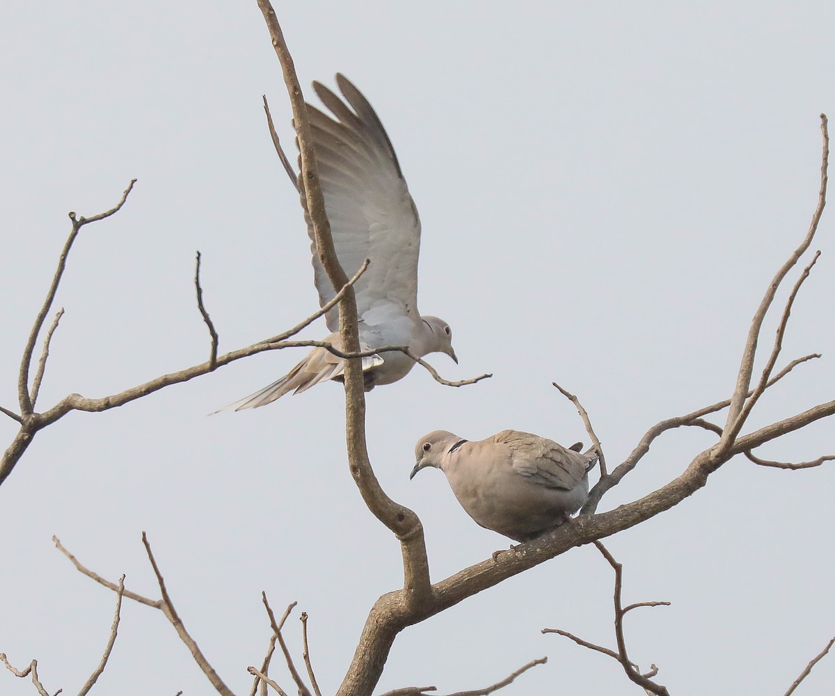 Eurasian Collared-Dove - ML306973611