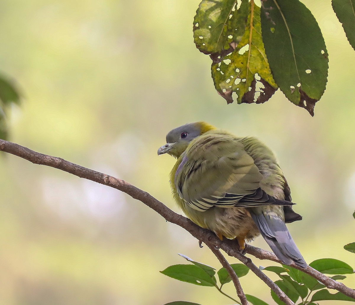 Yellow-footed Green-Pigeon - ML306973741