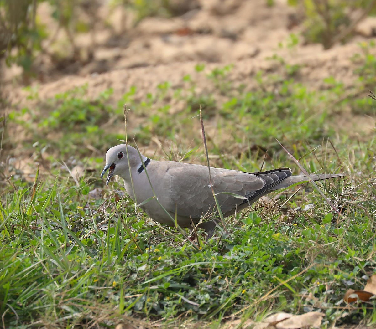 Eurasian Collared-Dove - ML306973791