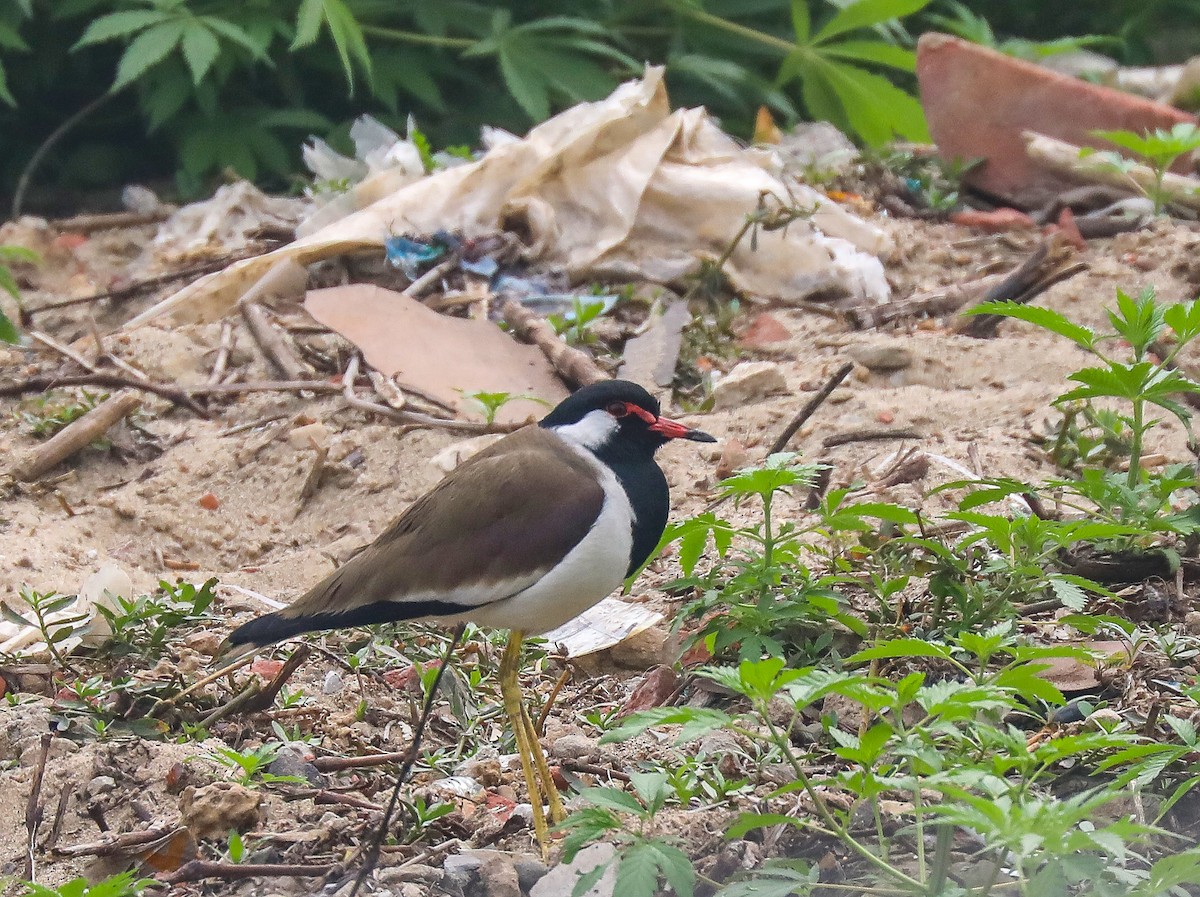 Red-wattled Lapwing - ML306973881