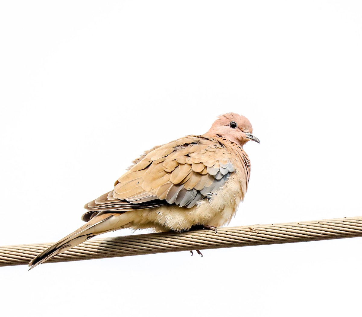 Laughing Dove - ML306974031