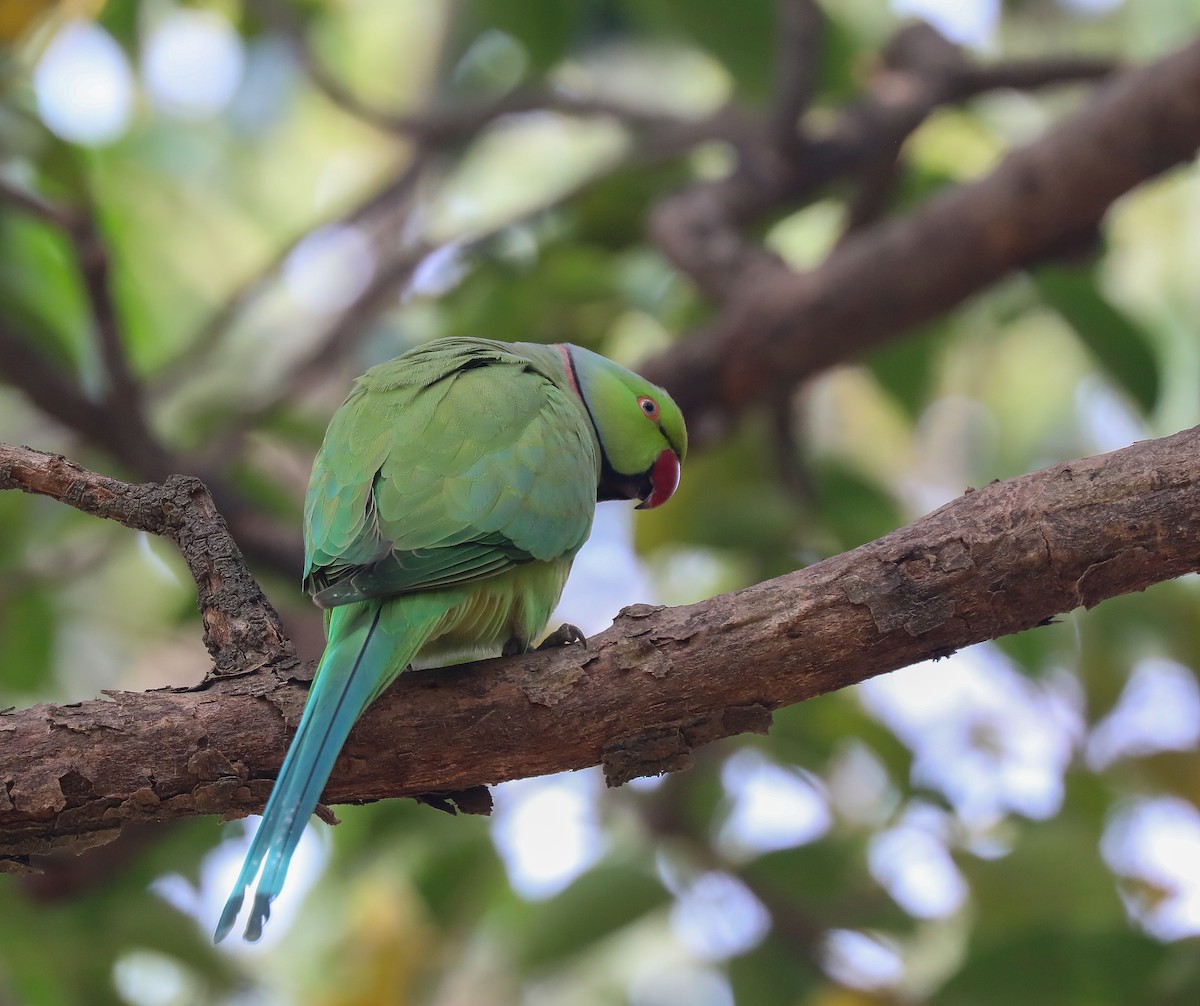 Rose-ringed Parakeet - ML306974261