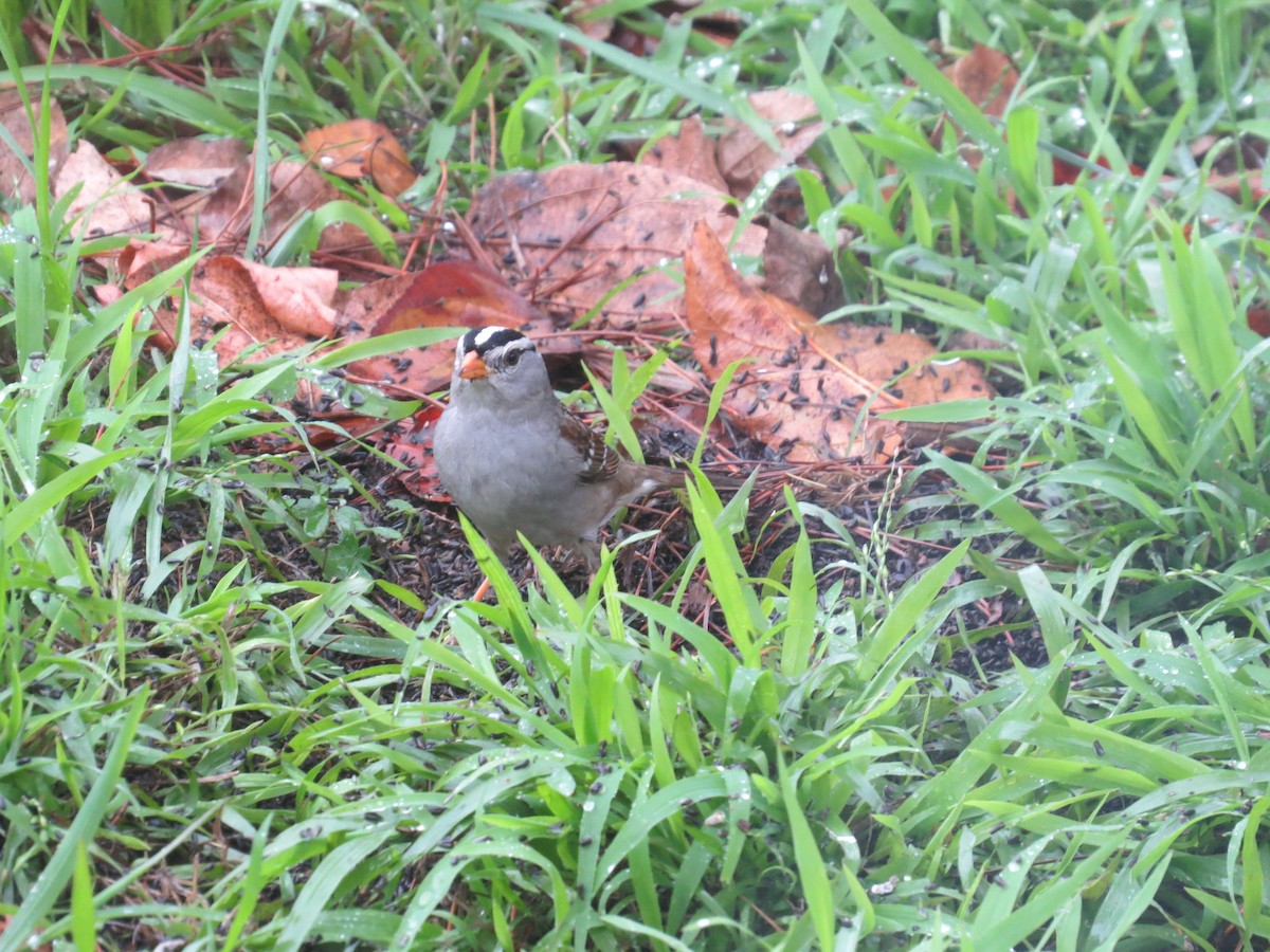 White-crowned Sparrow - ML306974501
