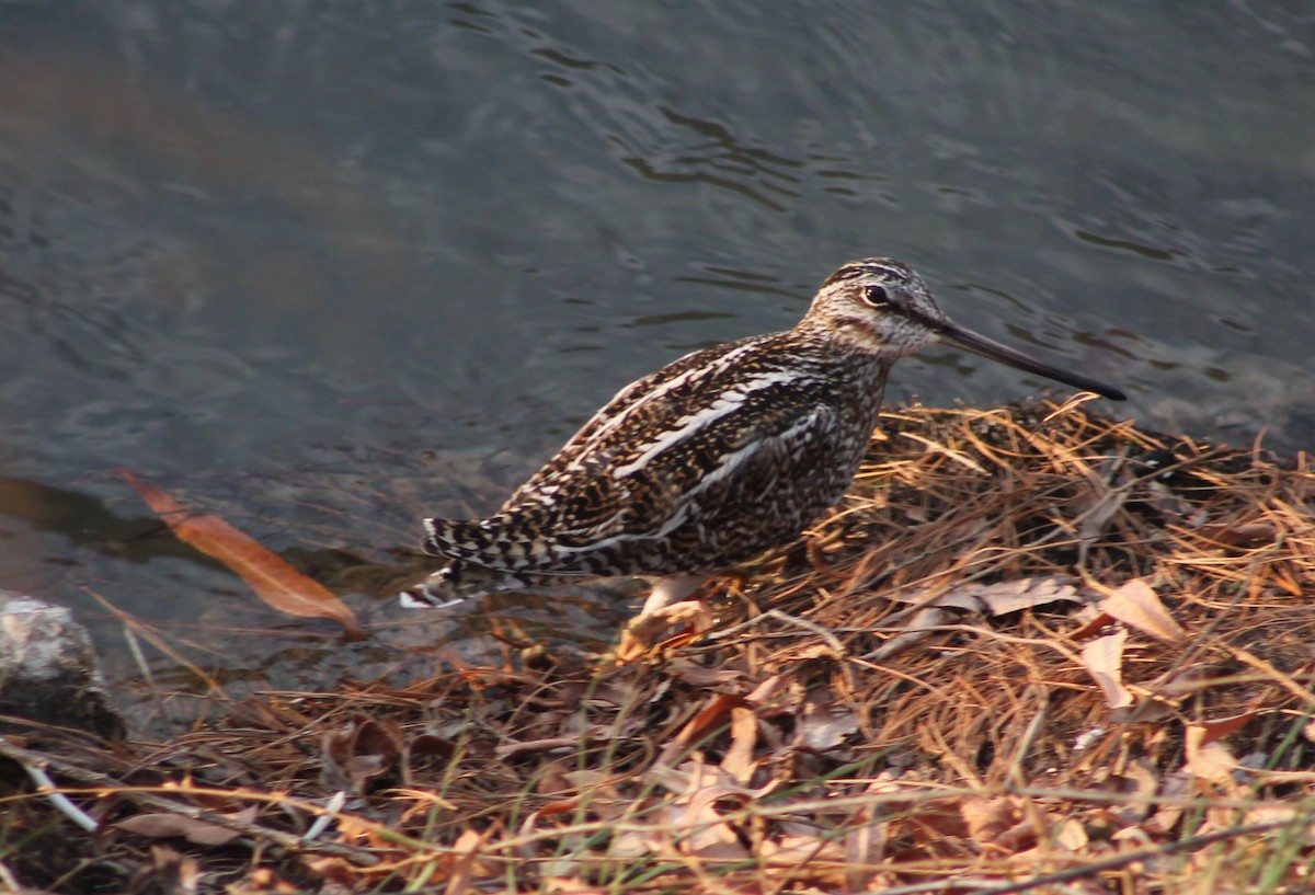 Agachadiza Solitaria - ML306976461