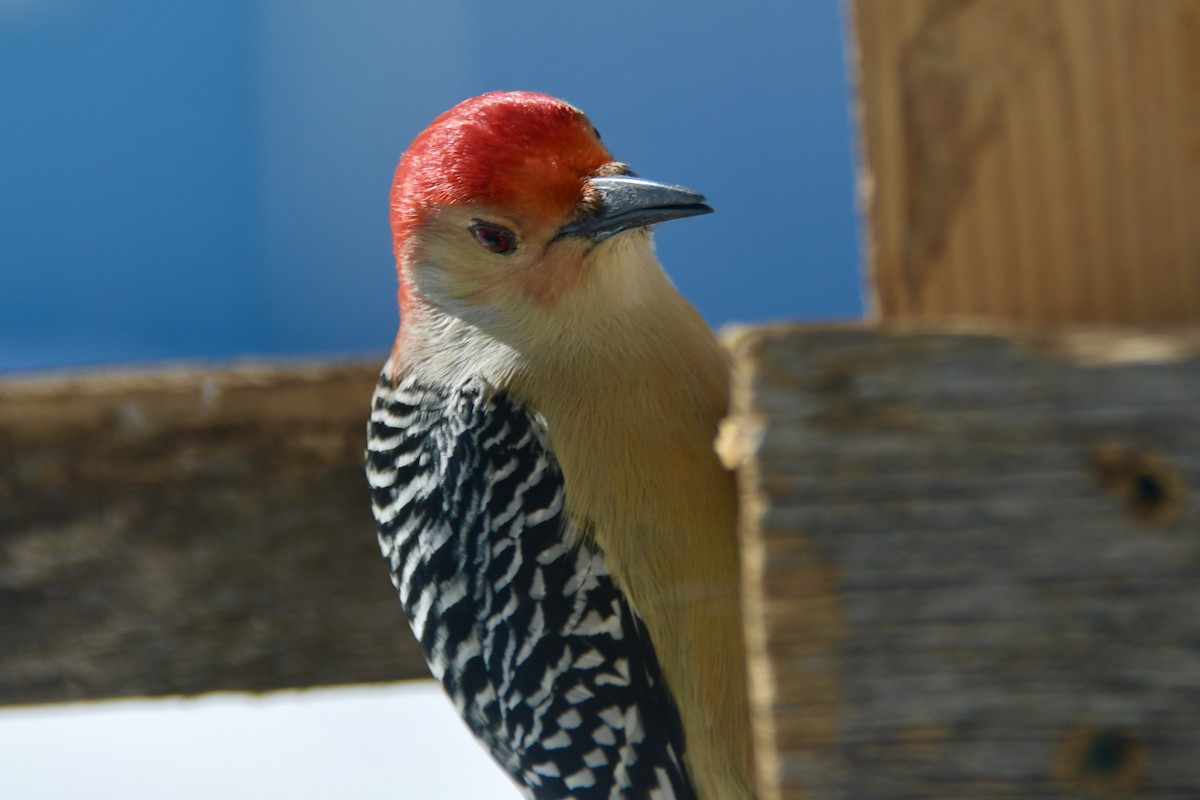 Red-bellied Woodpecker - ML306976671