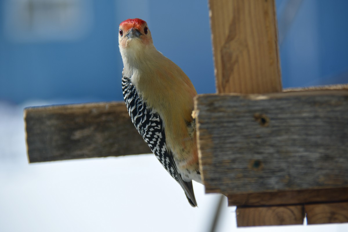 Red-bellied Woodpecker - ML306976731