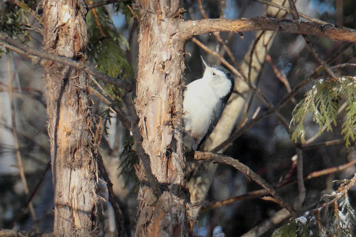 White-breasted Nuthatch - ML306977111