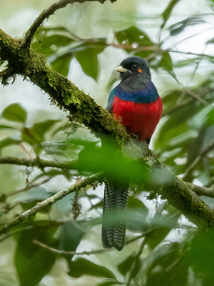 trogon horský - ML306977551