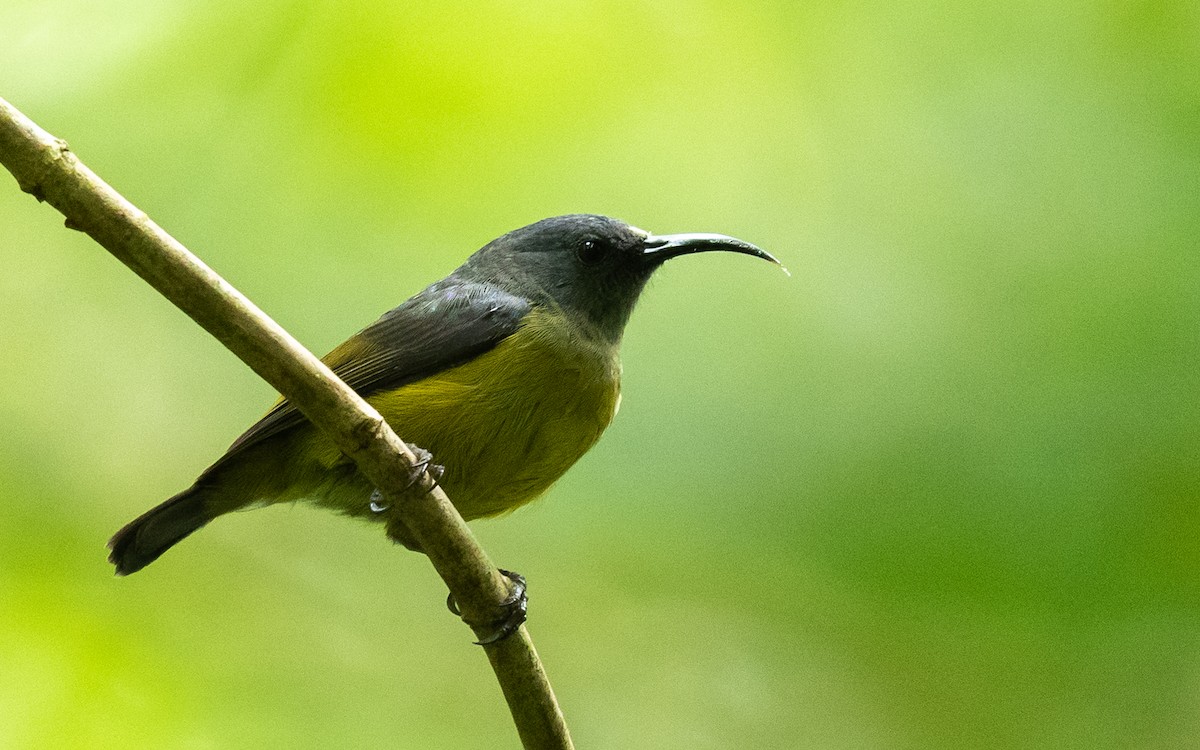 Loveridge's Sunbird - Jean-Louis  Carlo