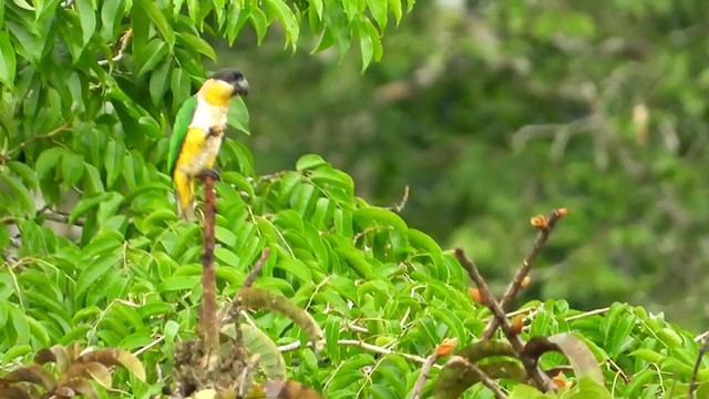 Black-headed Parrot - ML306978311