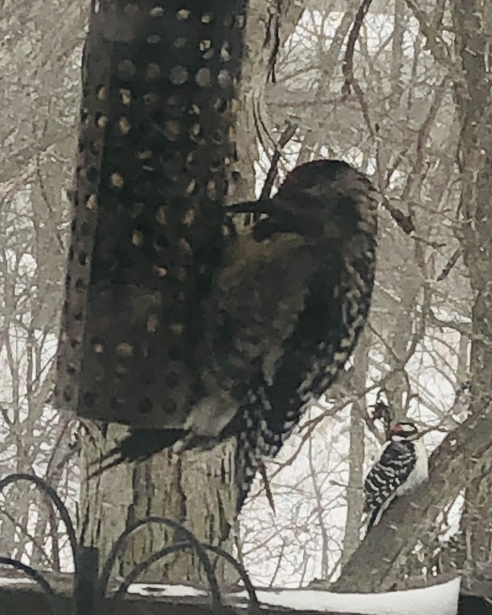 Yellow-bellied Sapsucker - Delores Ranshaw