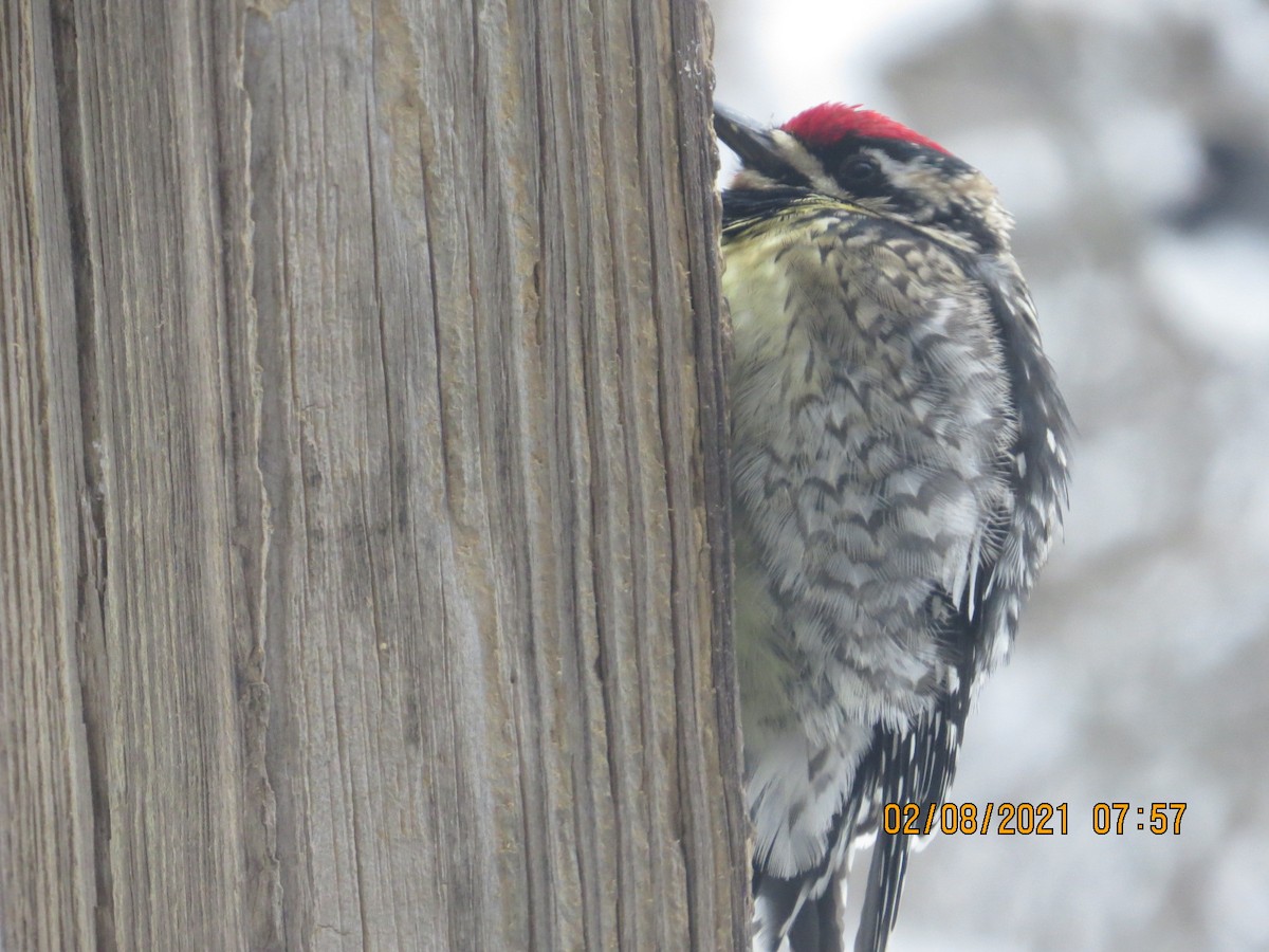 Yellow-bellied Sapsucker - Delores Ranshaw