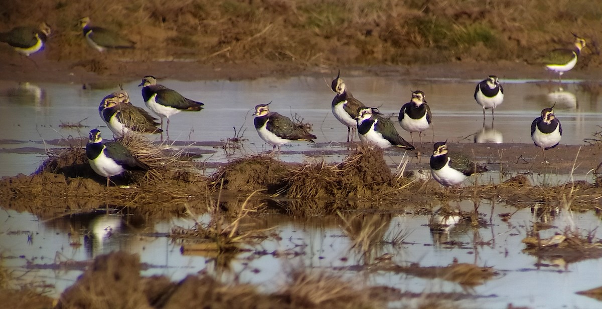 Northern Lapwing - ML306982411